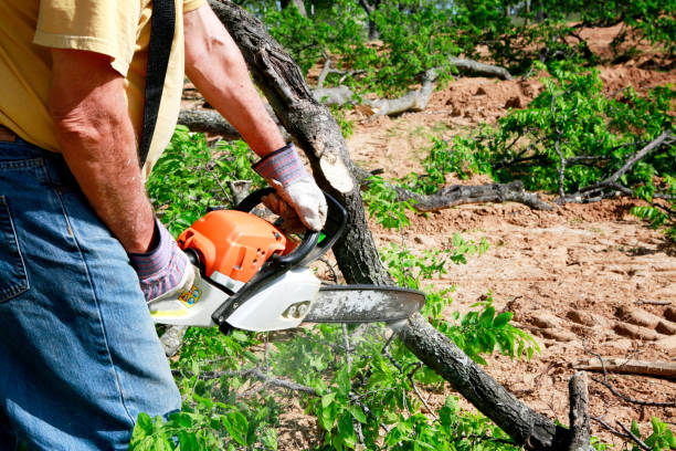 Professional Tree Service in Soda Springs, ID